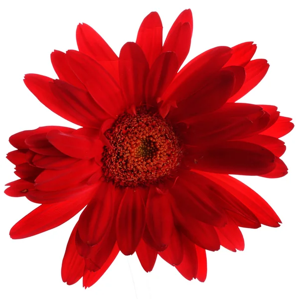 在白色的美丽红色非洲菊 — 图库照片