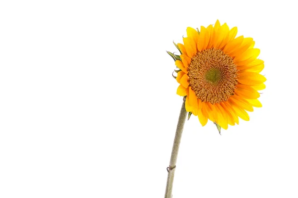 Çiy ile ayçiçeği — Stok fotoğraf