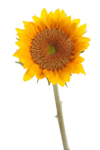 Sonnenblume mit Tau — Stockfoto