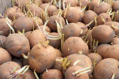 Potatoes tubers before planting clipart