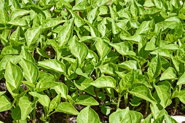 Seedlings of sweet pepper plants — Stock Photo, Image