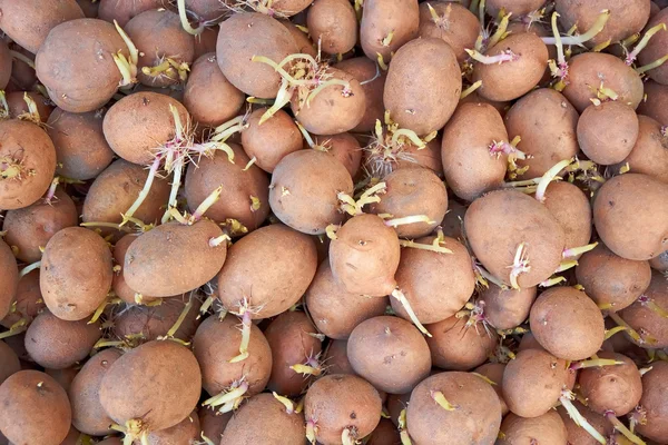 Potatis knölar med grodda groddar — Stockfoto