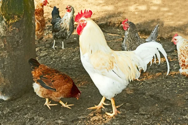 Galo e galinhas no pátio rural — Fotografia de Stock
