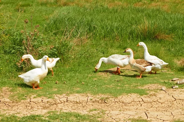 Geese in the pasture — Stock Photo, Image