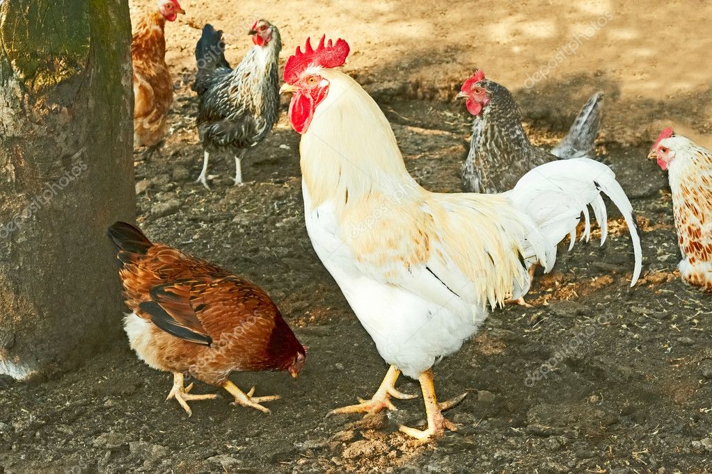 Rooster and hens on the rural yard Stock Photo by ©Markit 10956019