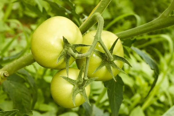 Tomates verdes em estufa — Fotografia de Stock