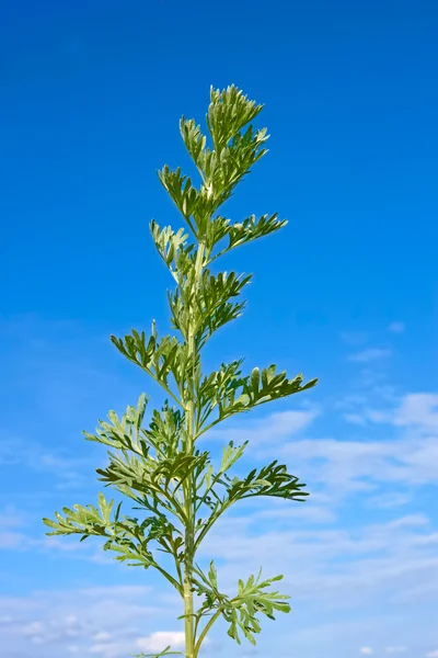 山艾树植物对蓝蓝的天空 — 图库照片