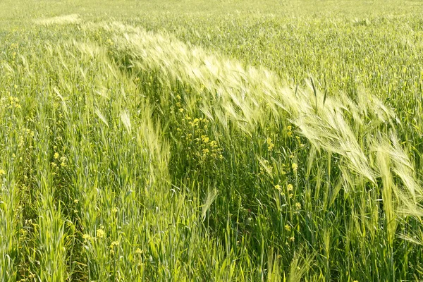 Cereales y otras plantas en el campo —  Fotos de Stock