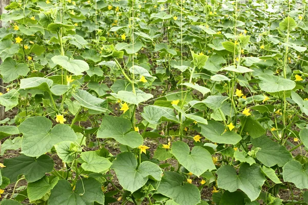 Cucumber plants flowering in greenhouse — Stock Photo, Image