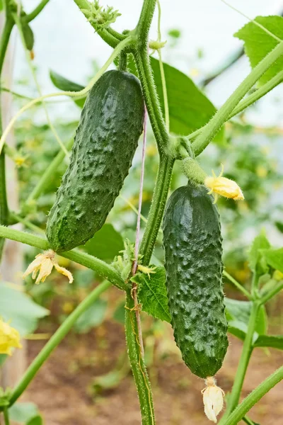 Cucumbers growing in greenhouse — Stock Photo, Image