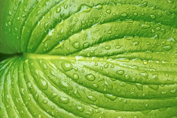 Grote blad met waterdruppels — Stockfoto