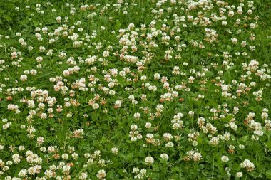 Many white clover flowers clipart