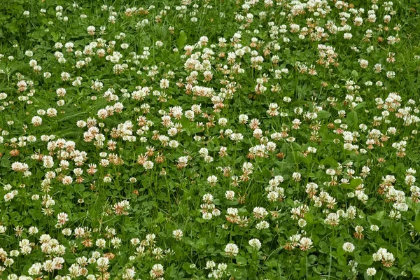 Many white clover flowers — Stock Photo, Image