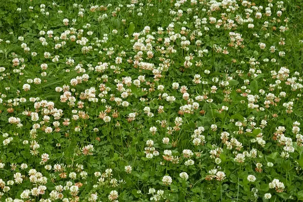 Muitas flores de trevo branco — Fotografia de Stock