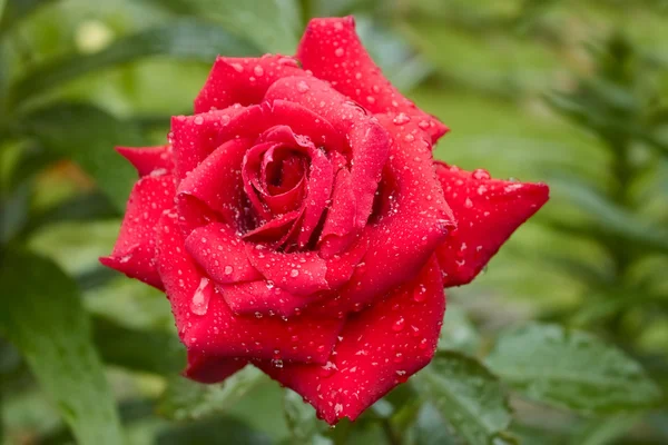 Цветущие розы после дождя — стоковое фото