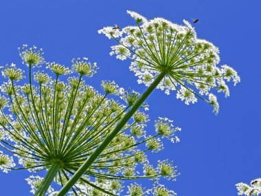 Dev hogweed, Latince: heracleum sphondylium