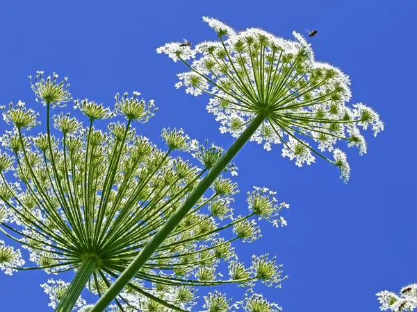 거 대 한 hogweed, 라틴어에서: heracleum sphondylium — 스톡 사진