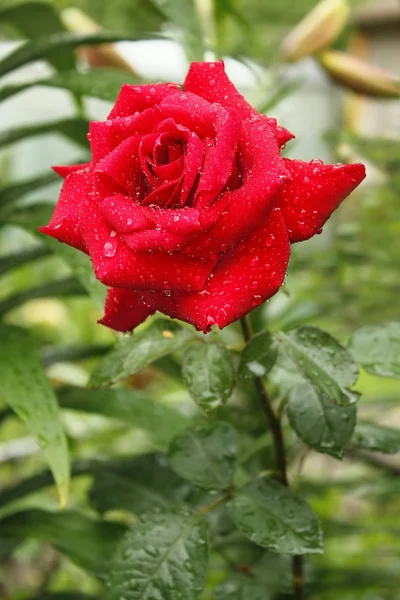 Rosa roja floreciente después de la lluvia —  Fotos de Stock