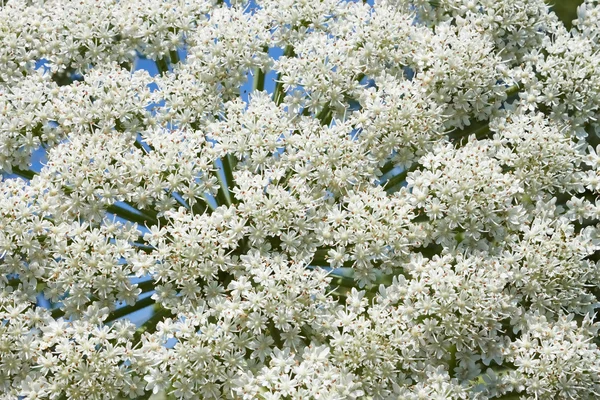 Gigante Hogweed floración, primer plano —  Fotos de Stock