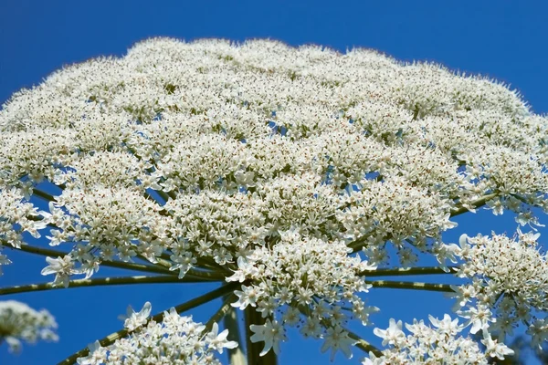 Dev hogweed çiçekli — Stok fotoğraf