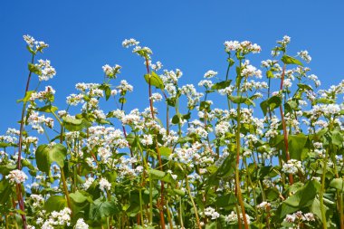 Flowering buckwheat plants clipart