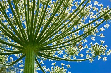 Dev Hogweed (heracleum sphondylium) aşağıdan