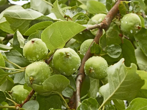 Pequenas maçãs verdes fruta no ramo — Fotografia de Stock