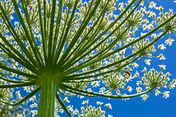 Óriás medvetalp (heracleum sphondylium) alulról — Stock Fotó