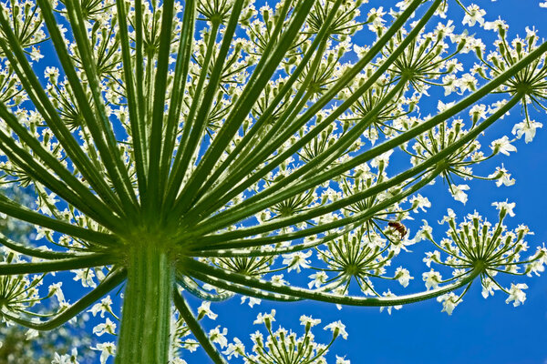 Giant Hogweed (heracleum sphondylium) from below