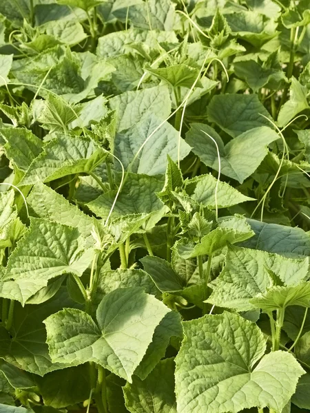 Plantas de pepino en invernadero — Foto de Stock