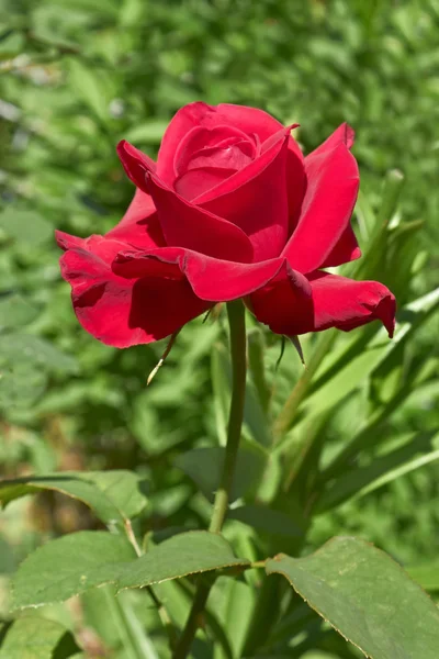 Цветущая темно-красная роза — стоковое фото