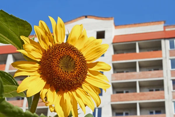 Městská slunečnice — Stock fotografie
