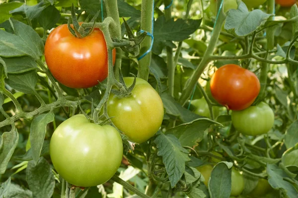 Tomates vermelhos e verdes em estufa — Fotografia de Stock