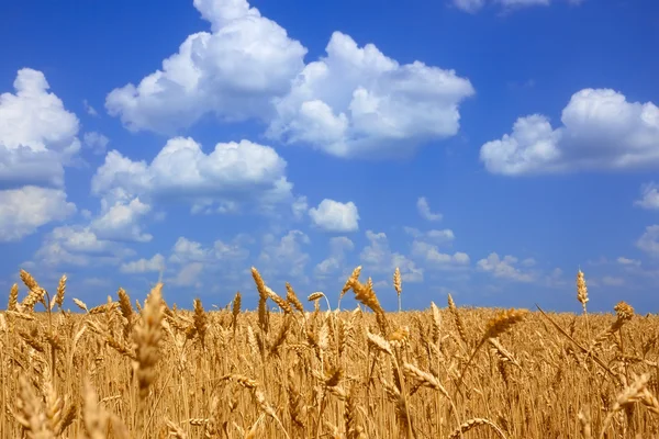 麦畑風景 — ストック写真