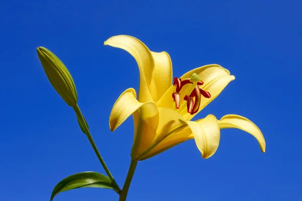 Yellow lily close-up — Stock Photo, Image