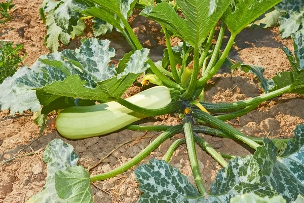 Courgette plant op bodem — Stockfoto