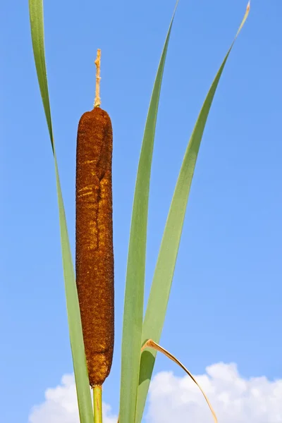 顶部的芦苇植物 — 图库照片