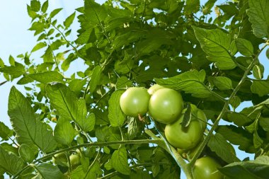 Green tomatoes from below clipart