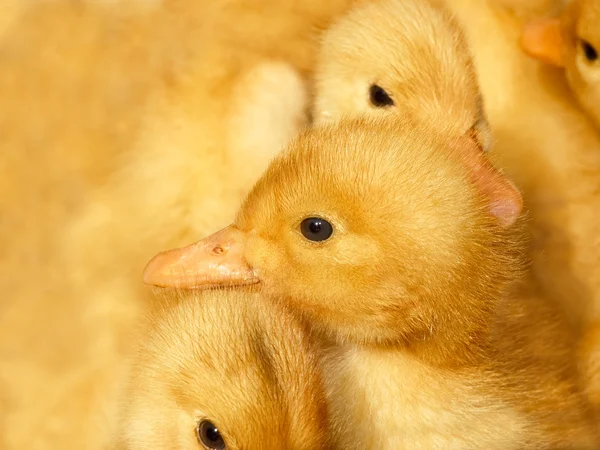 Small ducklings on yellow — Stock Photo, Image