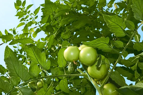 Green tomatoes from below — Stock Photo, Image
