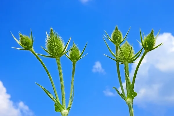 Small teasel flowers — Stock Photo, Image