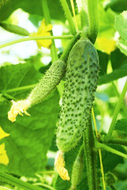 Cucumbers in greenhouse clipart