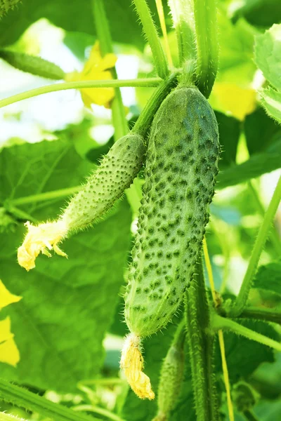 Komkommers in kas — Stockfoto