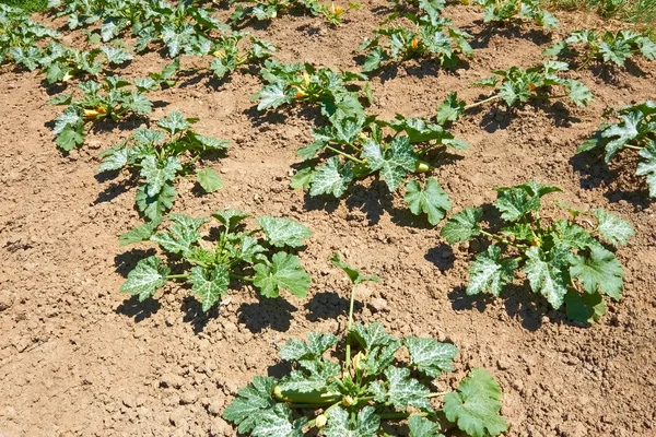 Zucchini plants on soil — Stock Photo, Image