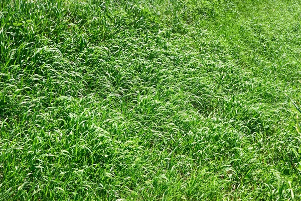 Весенняя трава как растительная текстура — стоковое фото