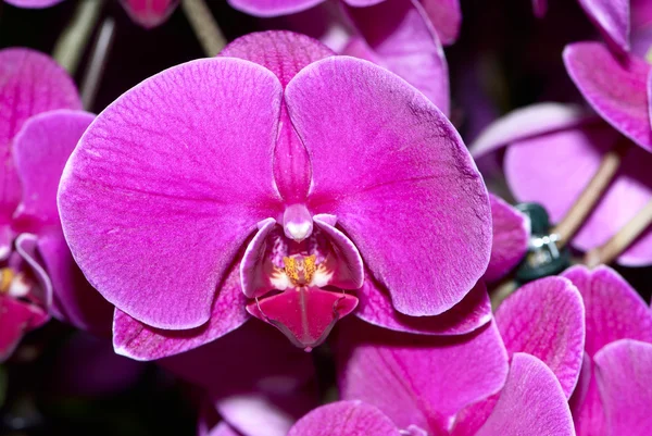 Прекрасна фіолетова орхідея . — стокове фото