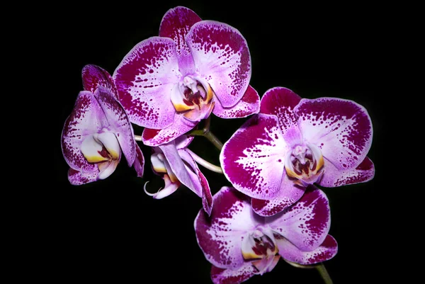 En vacker ojämn orkidé — Stockfoto