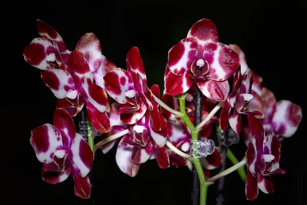 Une belle orchidée tachetée — Photo
