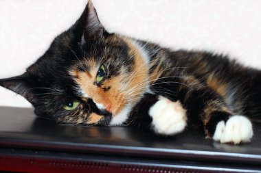 kedi dinlenme