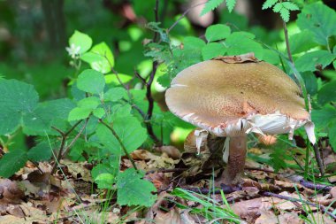 Russula vesca mushroom